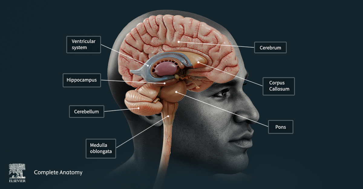 Mid-sagittal cross-section of the brain with various structures labelled including the cerebrum, corpus callosum, pons, ventricular system, hippocampus, cerebellum and medulla oblongata.