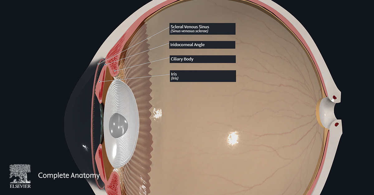 cross-section of the eye labeled with scleral venous sinus, iridocorneal angle, ciliary body, and iris