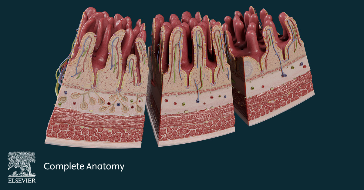 Image showing the new Complete Anatomy small intestine detailed model