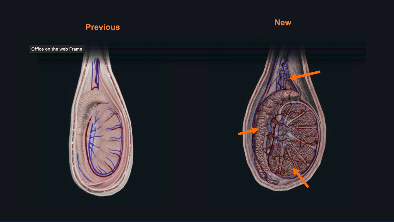 Side by side comparison of the testis in a sagittal cross section. Left depicts the previous model and on the right is the new model.